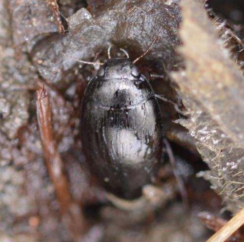 Réf. 250 669 : Agabus sp.